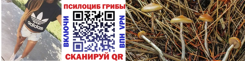 это как зайти  Городище  Псилоцибиновые грибы MAGIC MUSHROOMS  наркота 